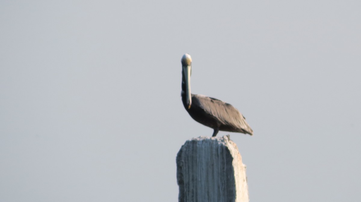 Brown Pelican - Delvis Toledo