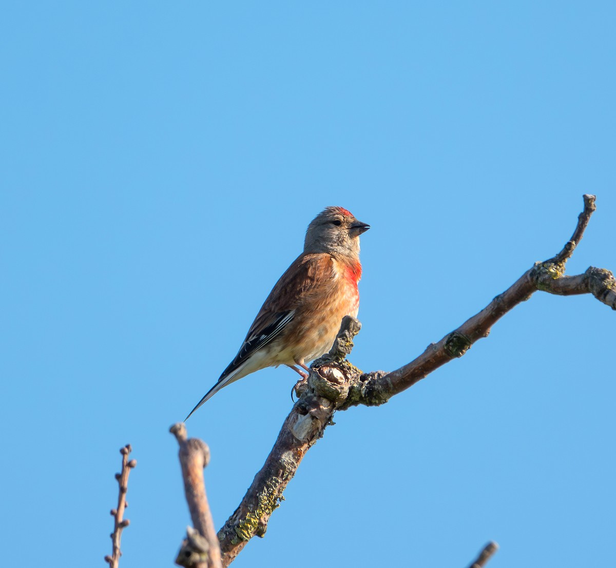 Eurasian Linnet - ML594967551