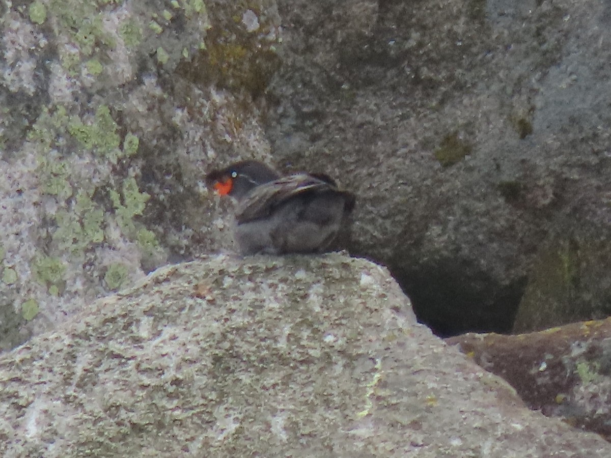 Crested Auklet - ML594967991