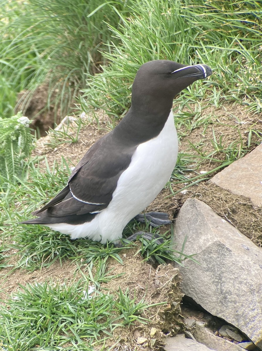 Razorbill - ML594968061