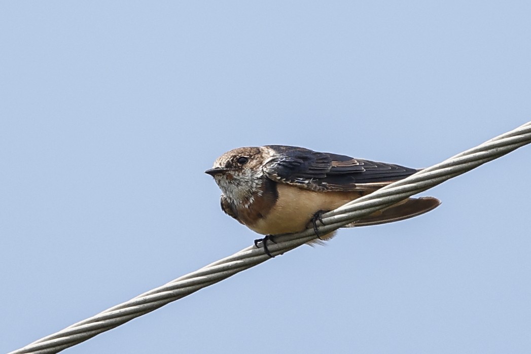 Barn Swallow - ML594968401