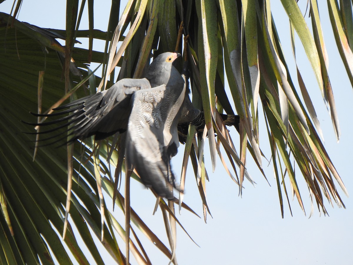 African Harrier-Hawk - ML594969711