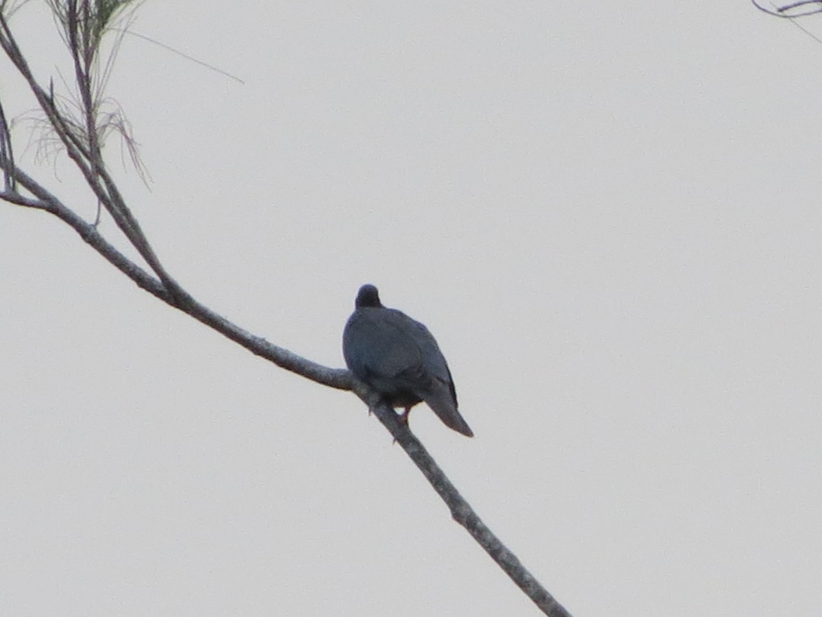 White-crowned Pigeon - ML594969821