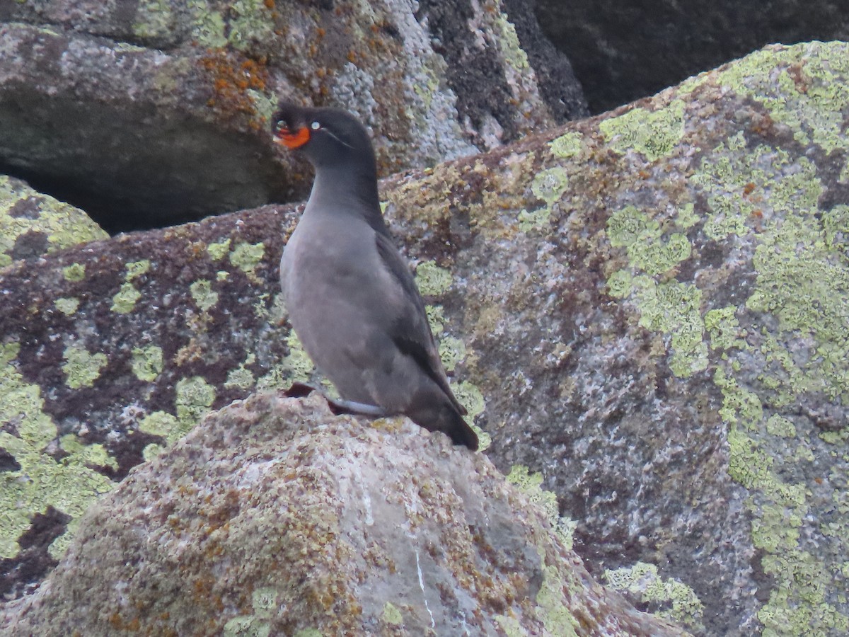 Crested Auklet - ML594970151