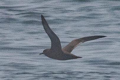 Sooty Shearwater - Timothy Graves