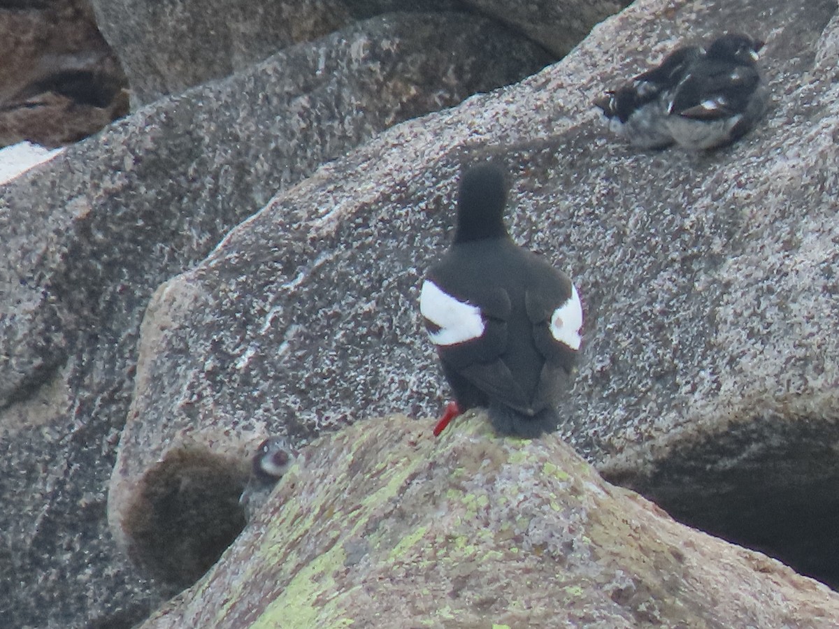 Pigeon Guillemot - ML594971291