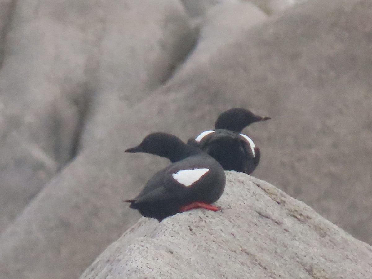 Pigeon Guillemot - ML594971331