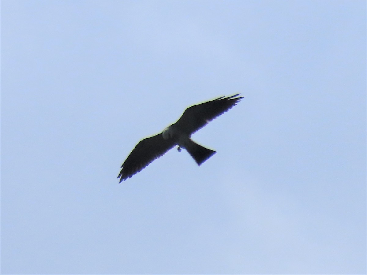 Mississippi Kite - ML594971971