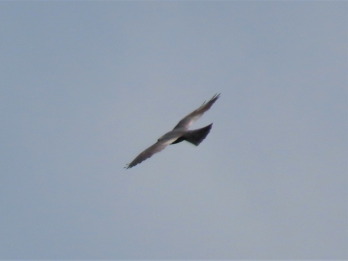 Mississippi Kite - Teresa Noel