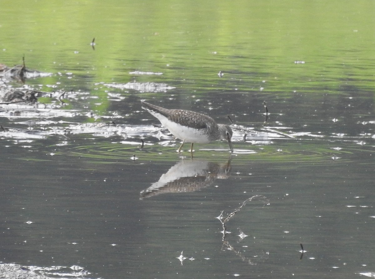 Solitary Sandpiper - ML594972241