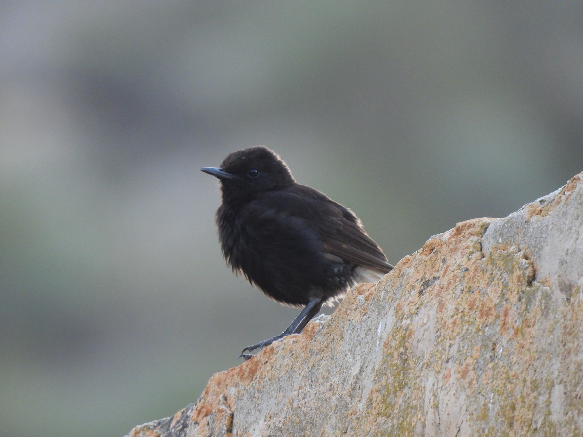 Black Wheatear - Adrián Colino Barea