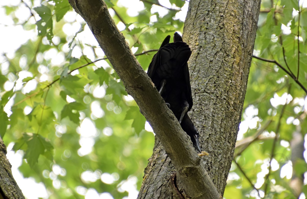 American Crow - ML594973591