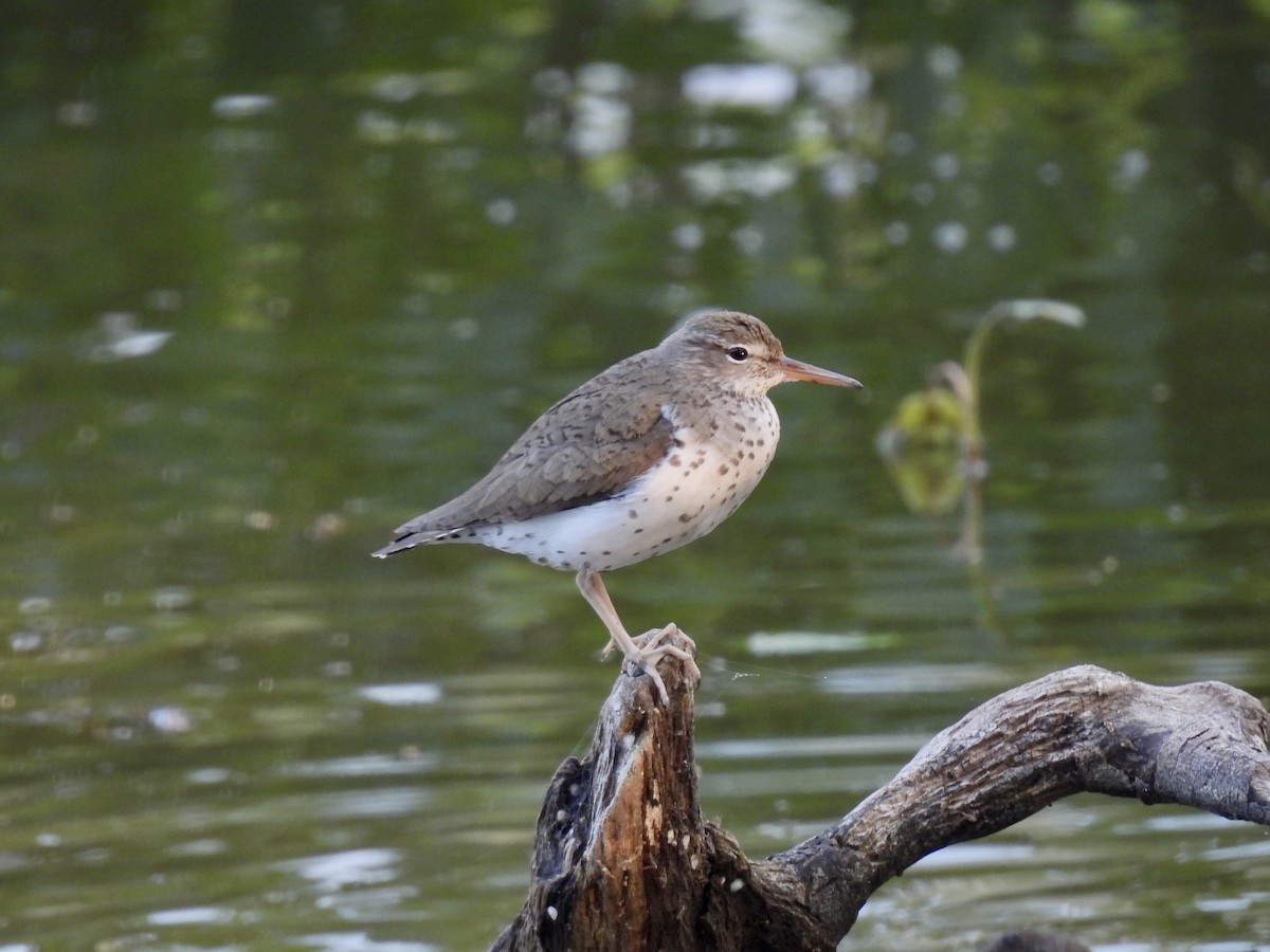 Spotted Sandpiper - ML594973901