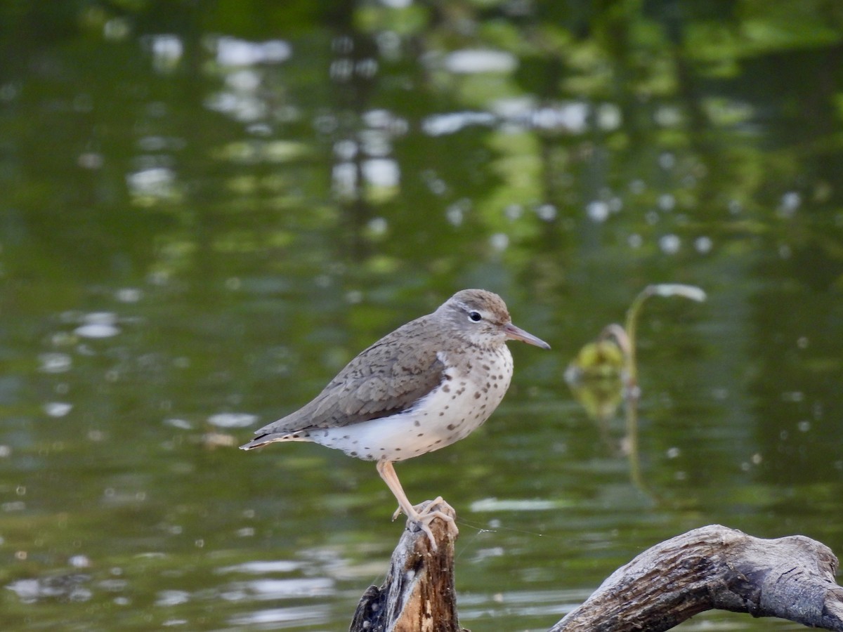 Spotted Sandpiper - ML594973911