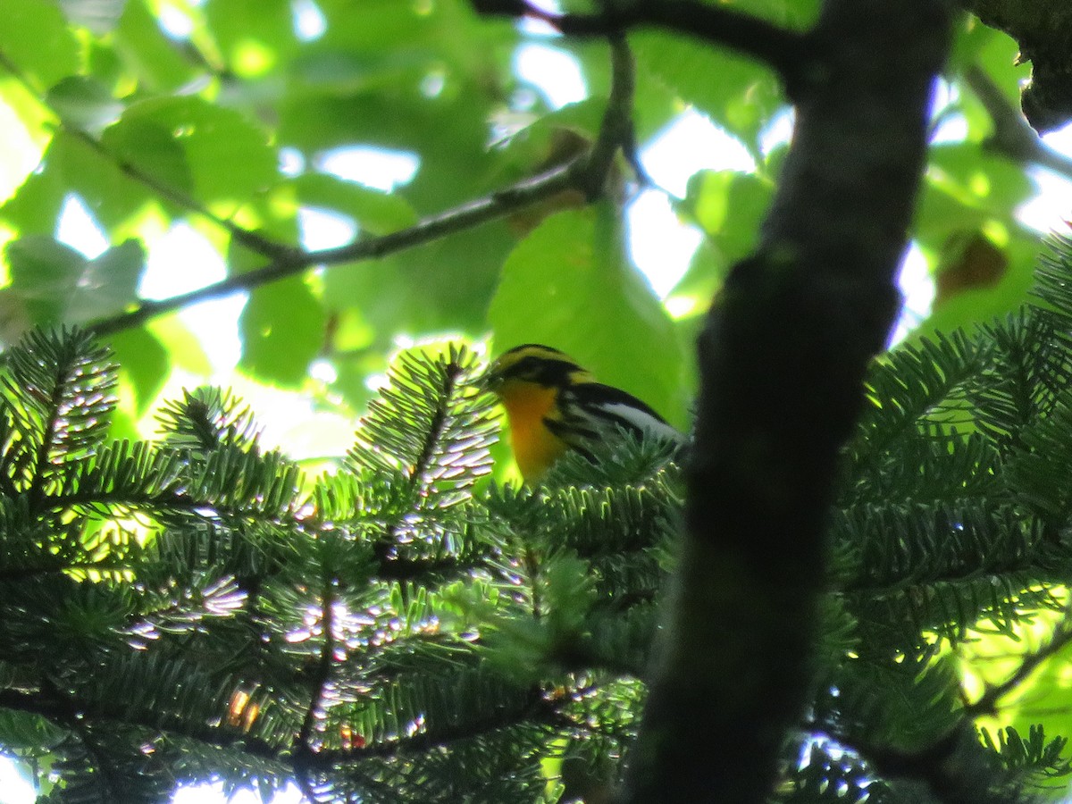 Blackburnian Warbler - Travis Carroll