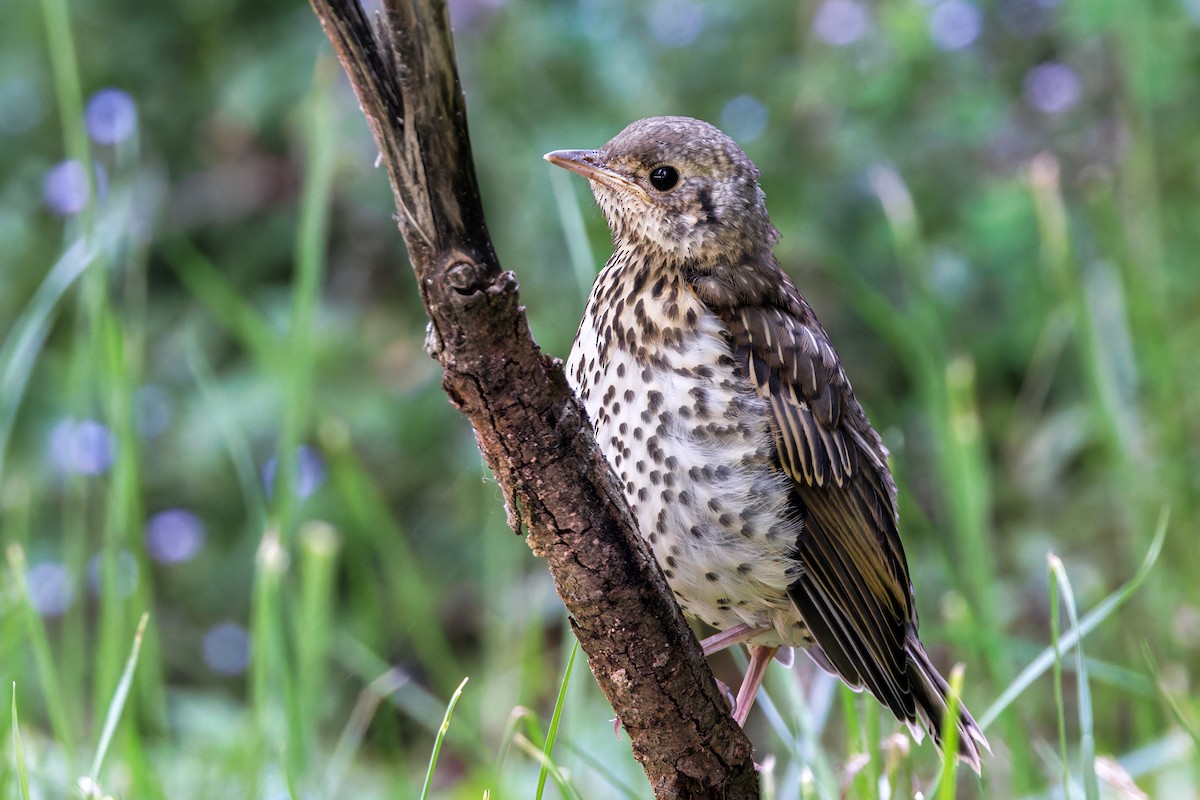 drozd brávník - ML594974841