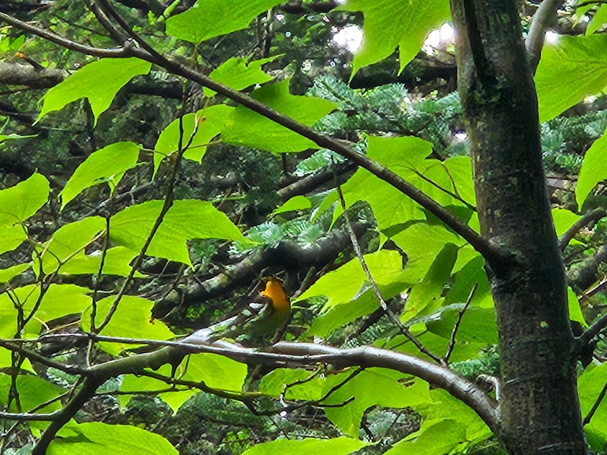 Blackburnian Warbler - Travis Carroll