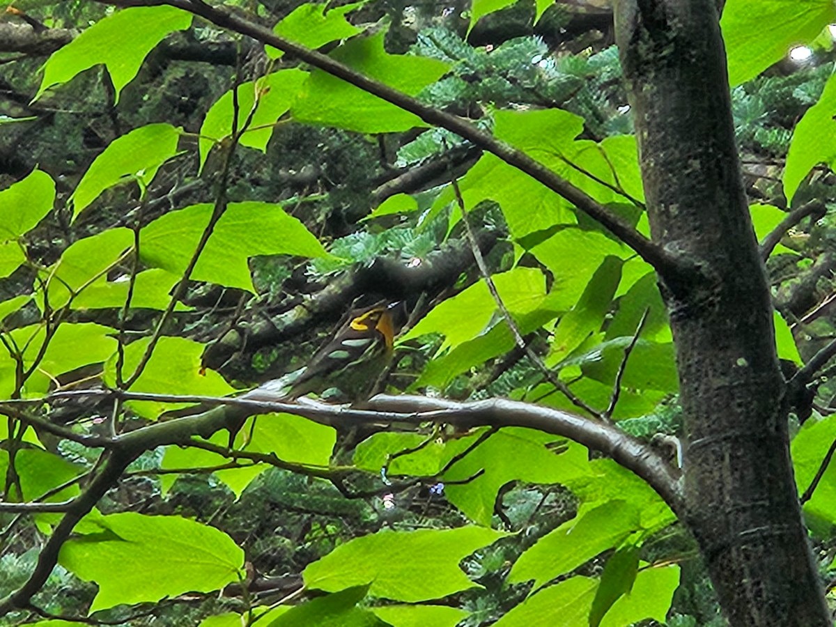 Blackburnian Warbler - Travis Carroll