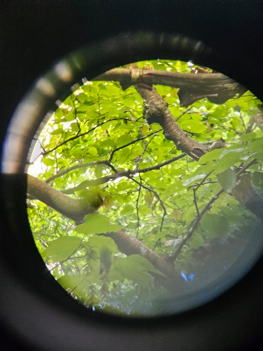 Blackburnian Warbler - ML594974881