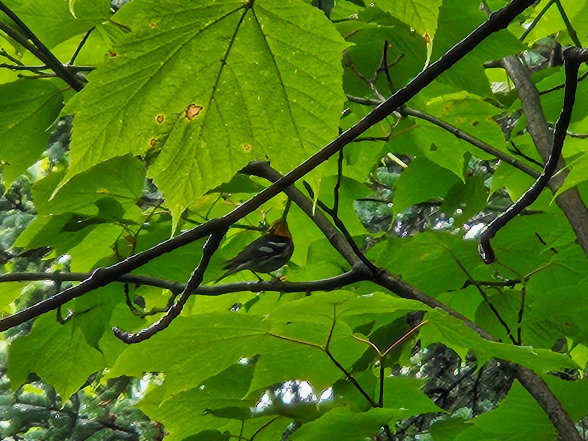 Blackburnian Warbler - Travis Carroll