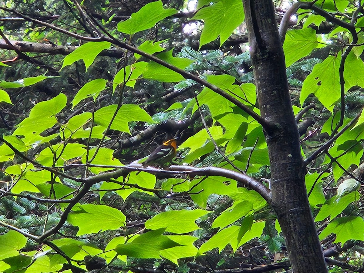 Blackburnian Warbler - Travis Carroll