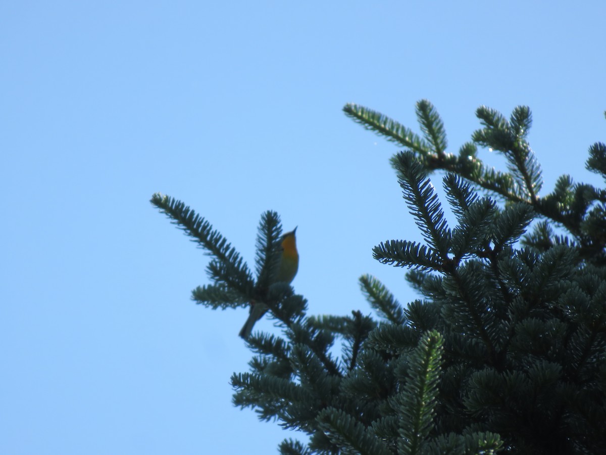 Blackburnian Warbler - ML594974931