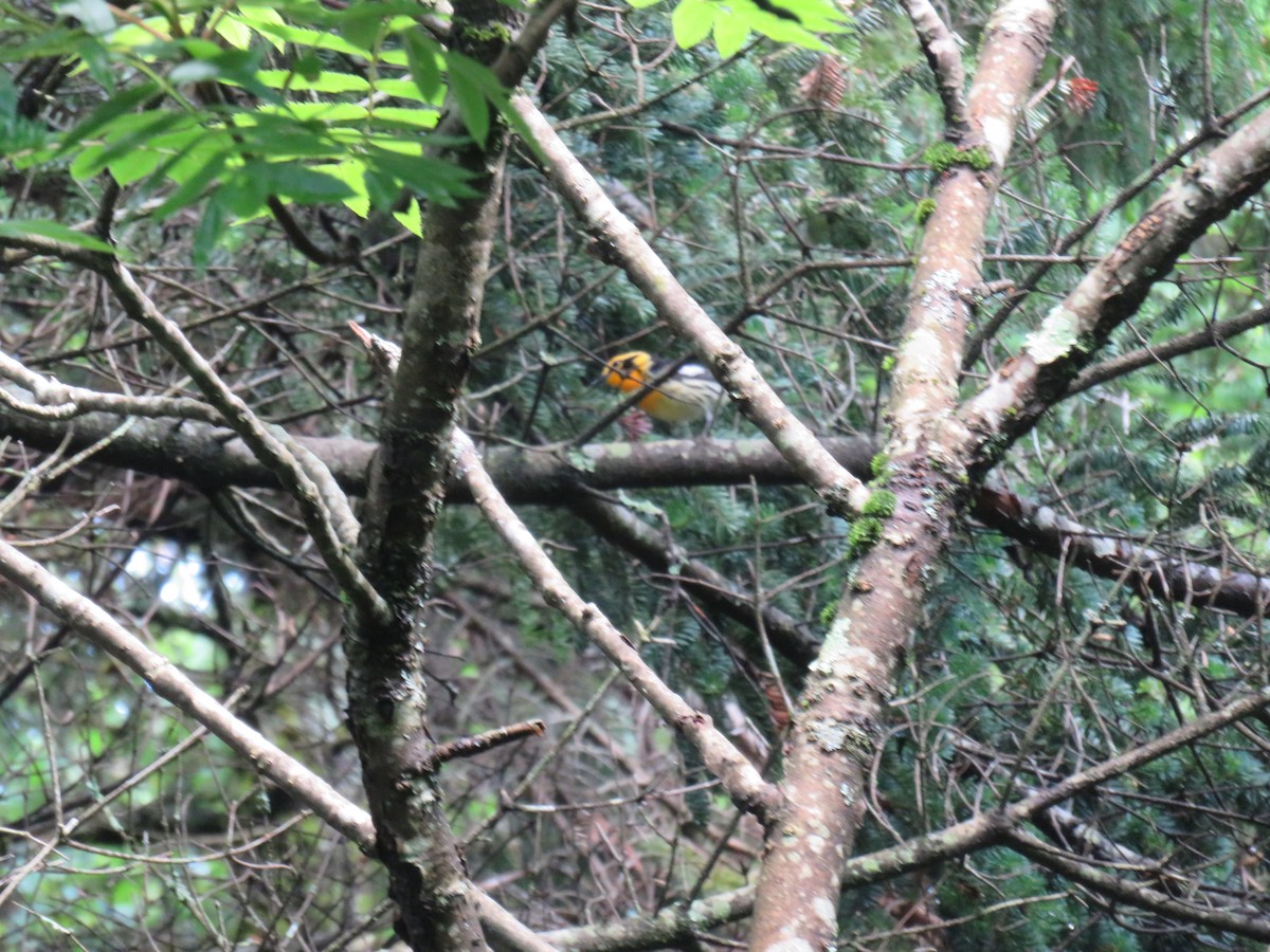 Blackburnian Warbler - Travis Carroll