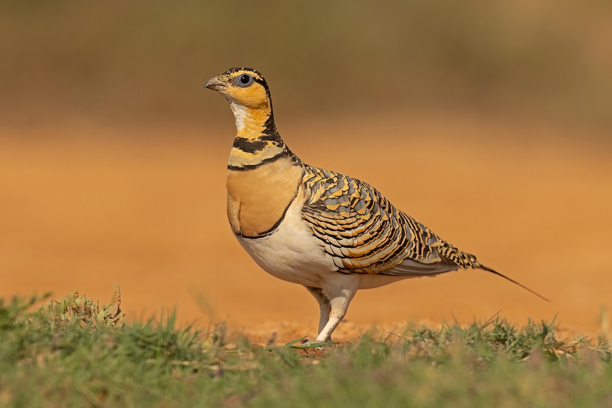 Pin-tailed Sandgrouse - Gary Thoburn