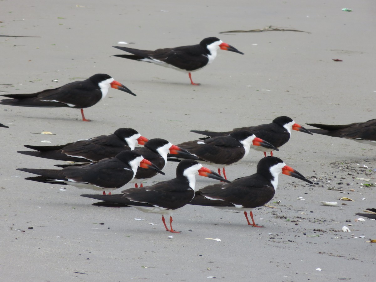 Black Skimmer - ML59497551