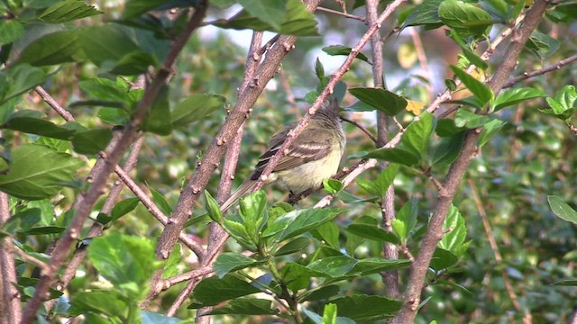 Yellow-bellied Elaenia - ML594975561