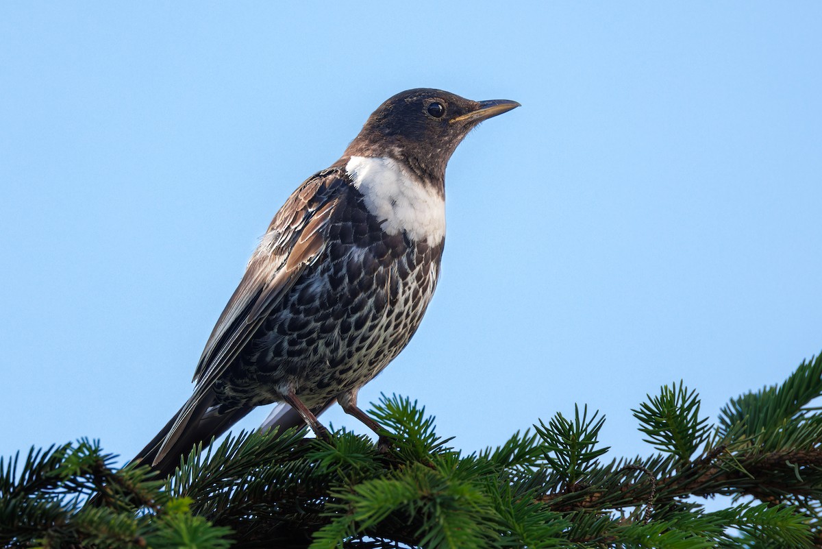 Ring Ouzel - Zoran T.