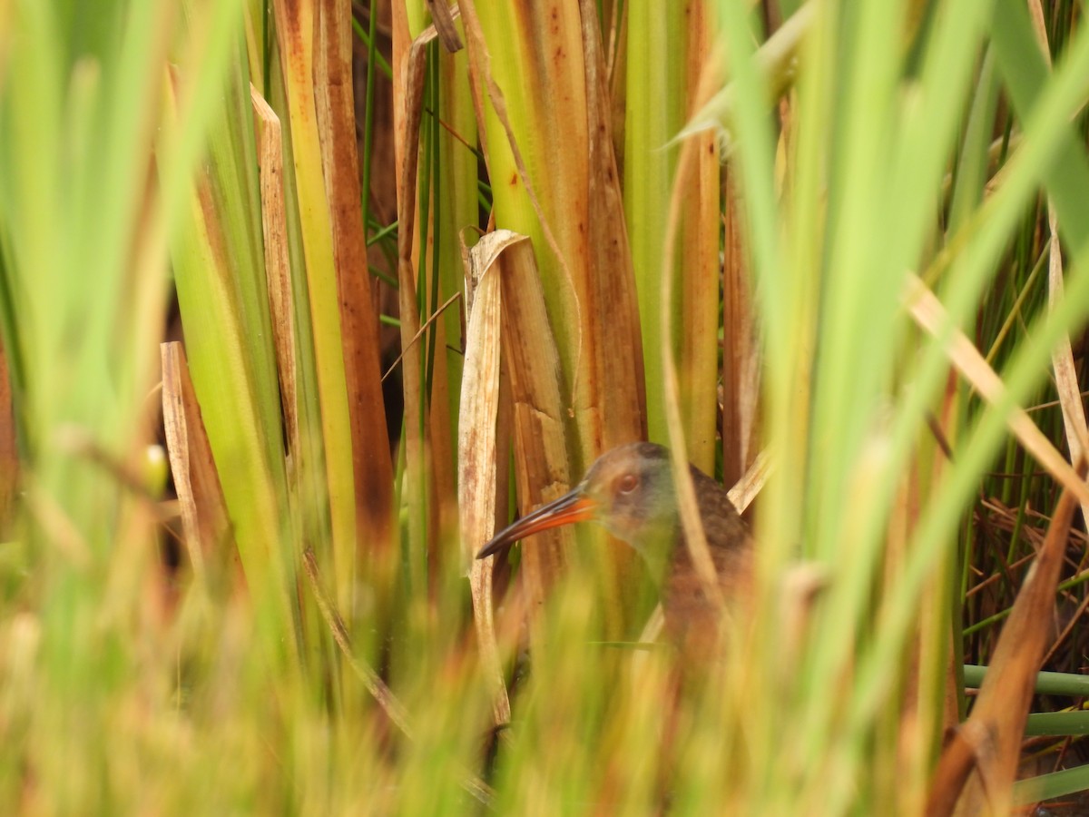 Virginia Rail - John McKay