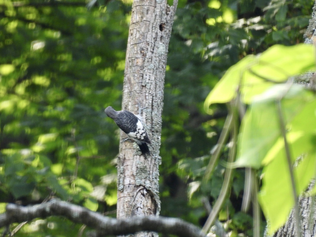 Red-headed Woodpecker - ML594976301