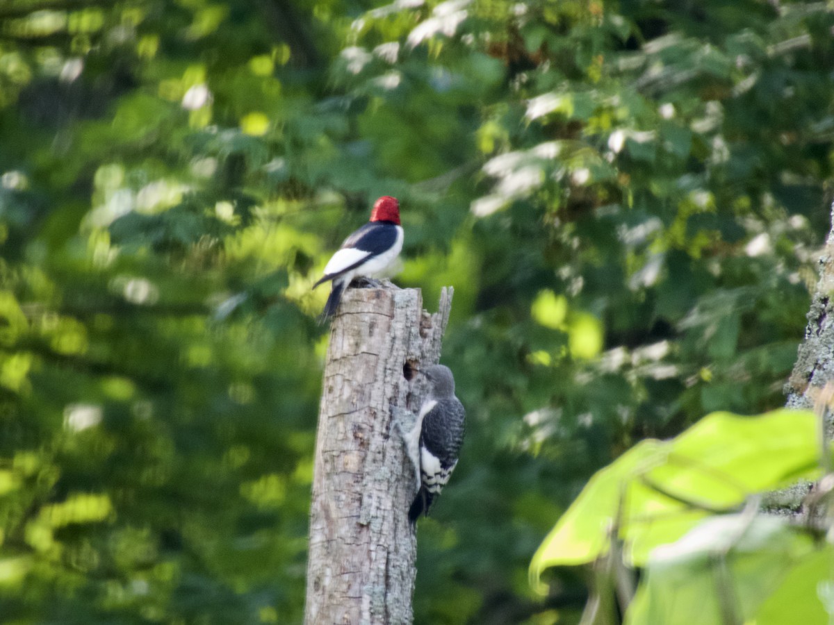 Red-headed Woodpecker - ML594976311