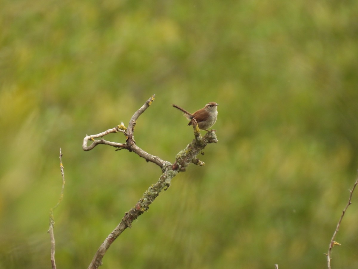 Bewick's Wren - ML594976371