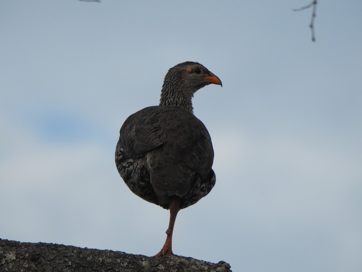 Francolin à bec jaune - ML594976391