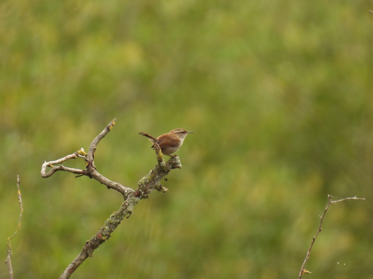 Bewick's Wren - ML594976421