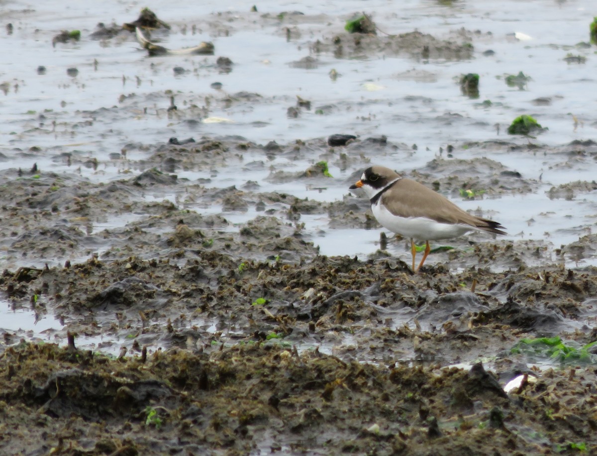 Semipalmated Plover - ML59497651