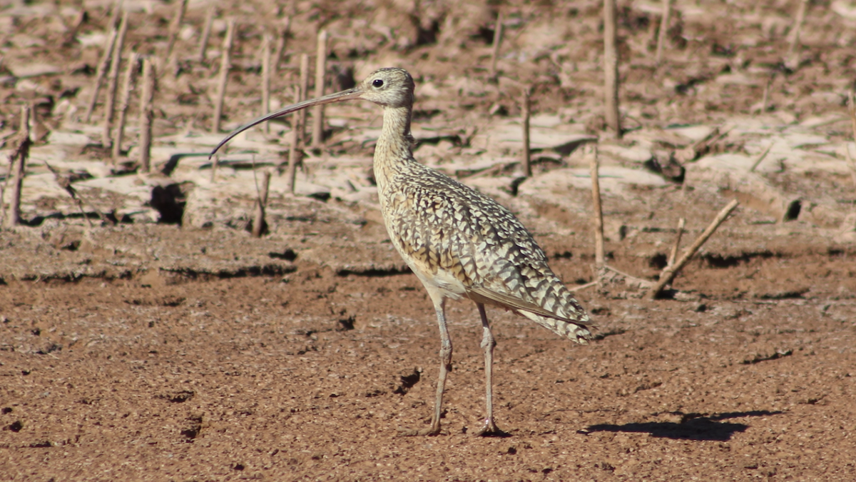 Long-billed Curlew - ML594977291
