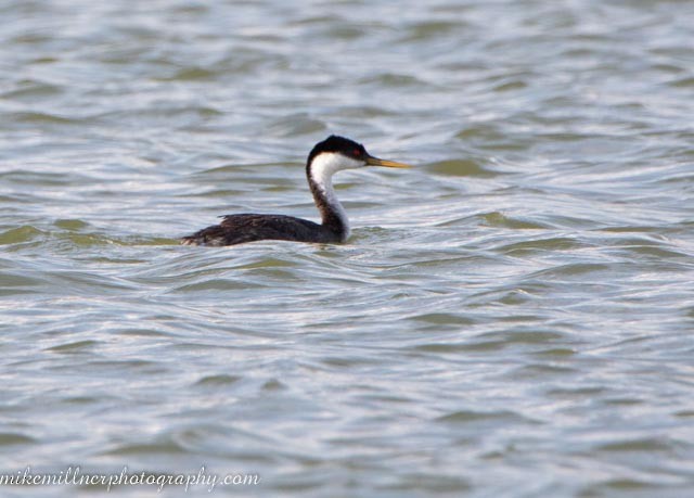 Western Grebe - ML594977351