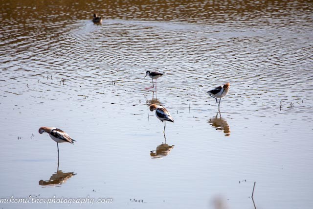 American Avocet - ML594978051