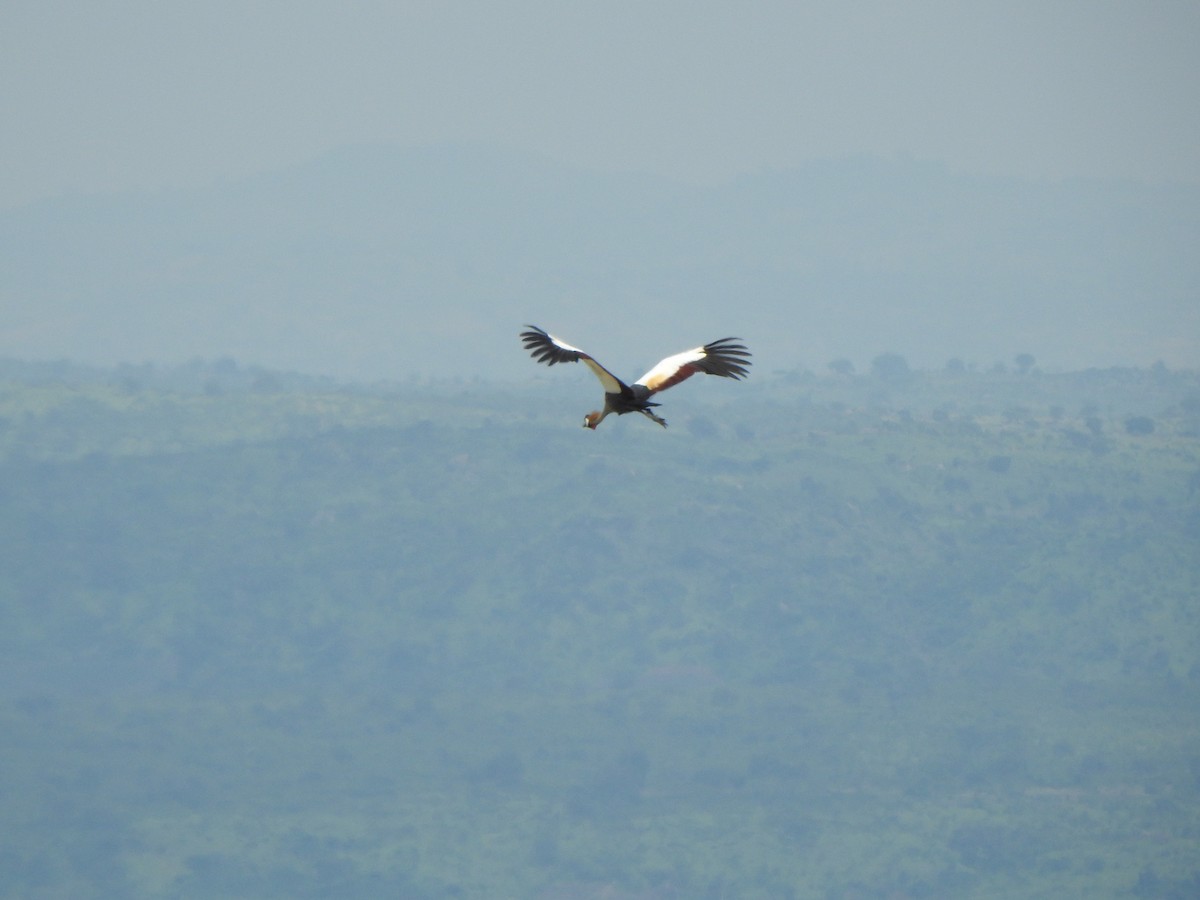 Gray Crowned-Crane - ML594978861