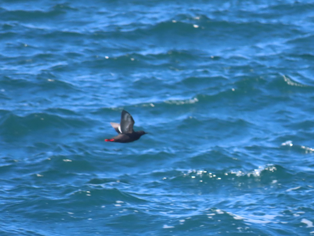 Pigeon Guillemot - ML594979941