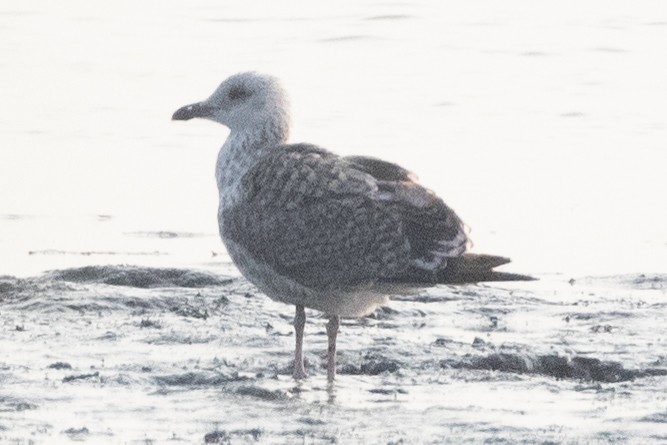 Lesser Black-backed Gull - ML594982901