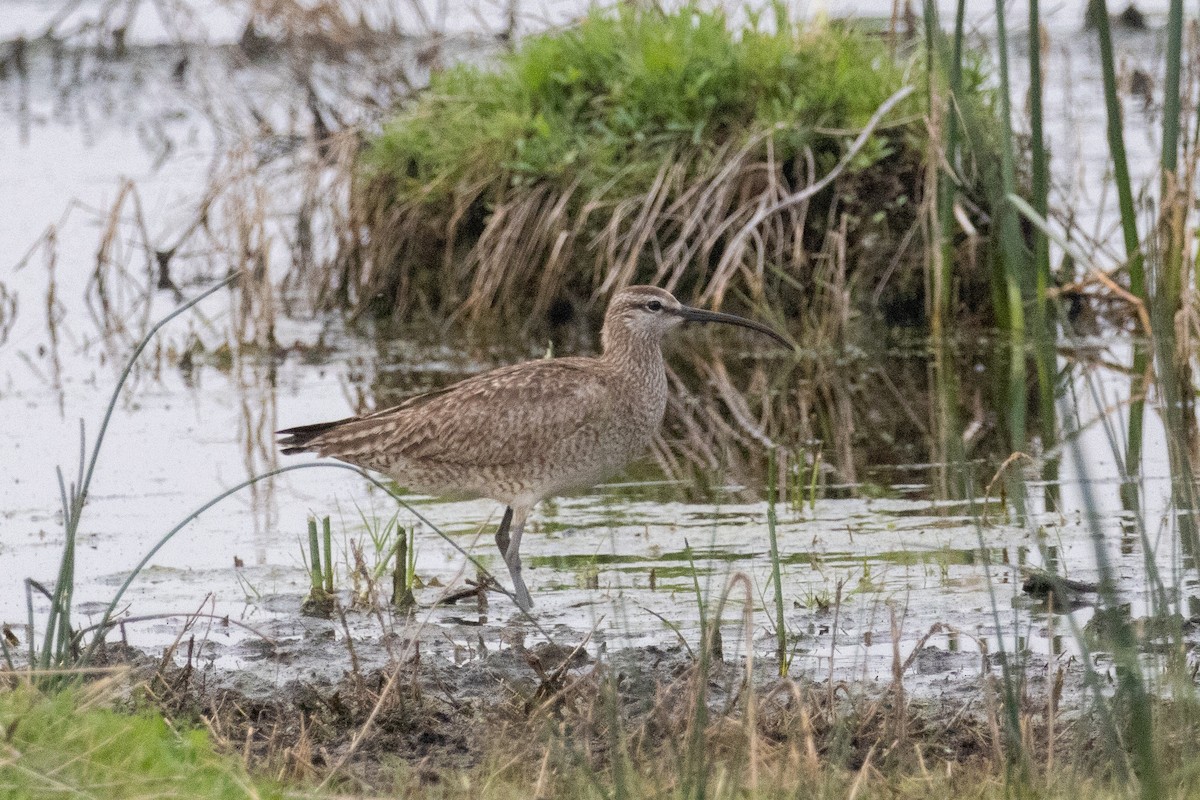 Regenbrachvogel (hudsonicus) - ML594983001