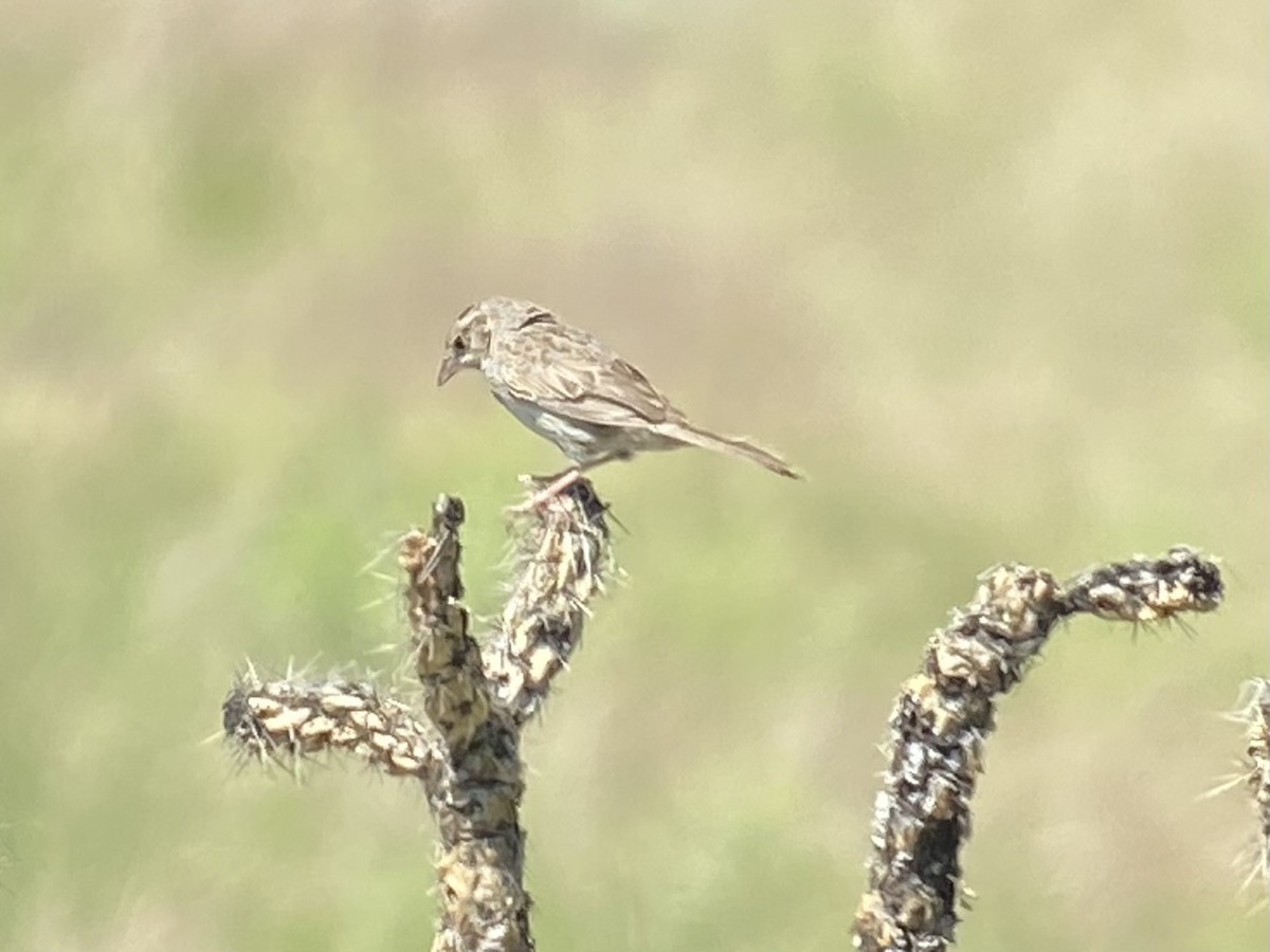 Cassin's Sparrow - ML594983631