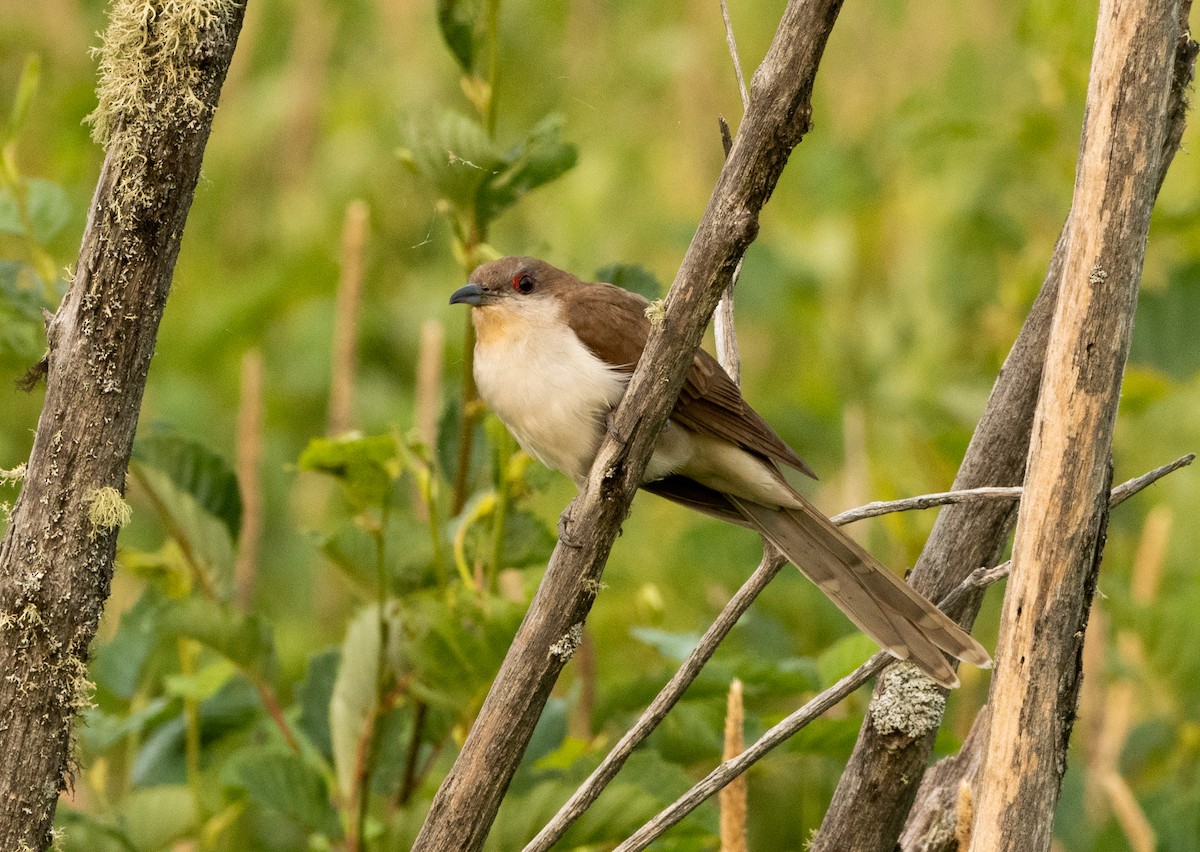 Black-billed Cuckoo - ML594985251