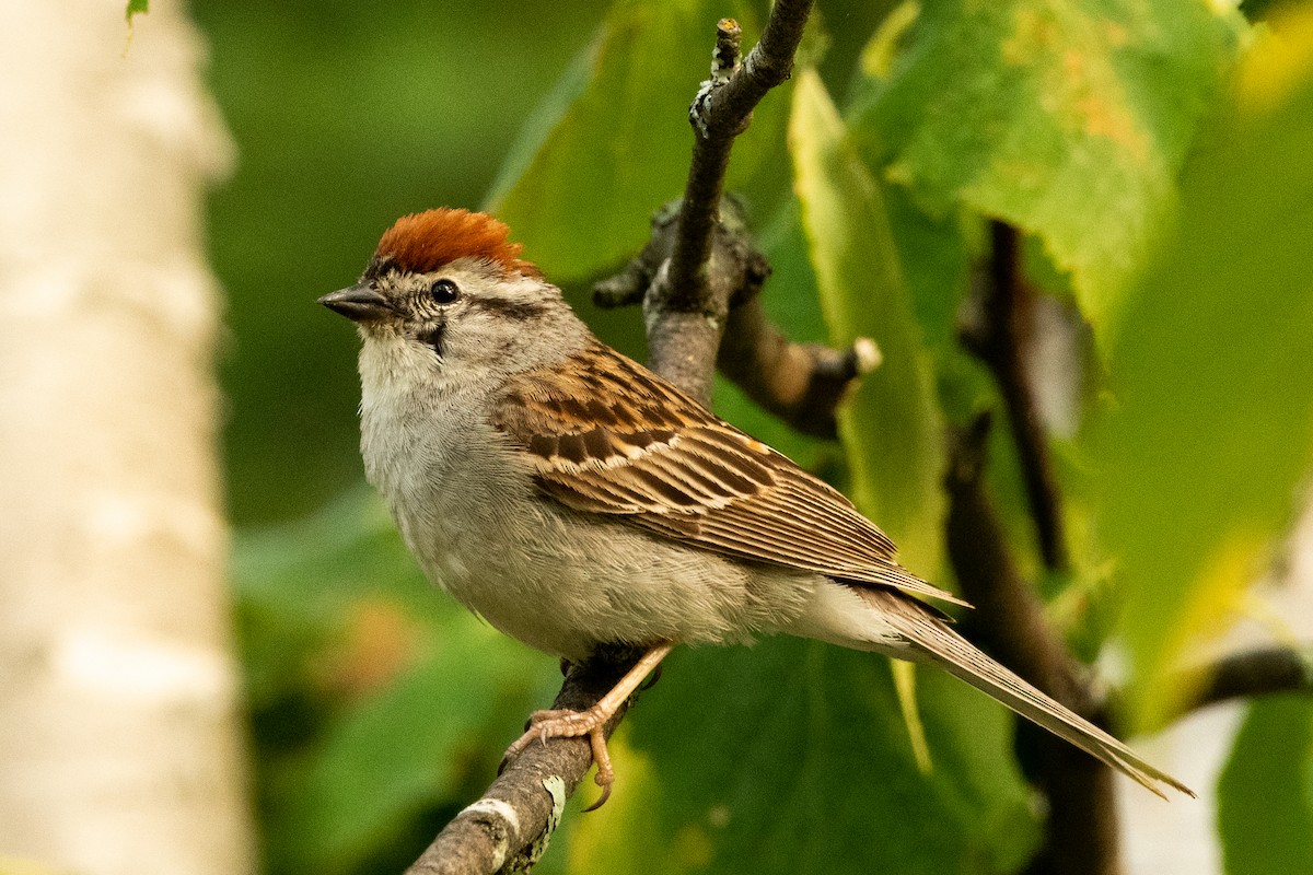 Chipping Sparrow - Francois Dubois