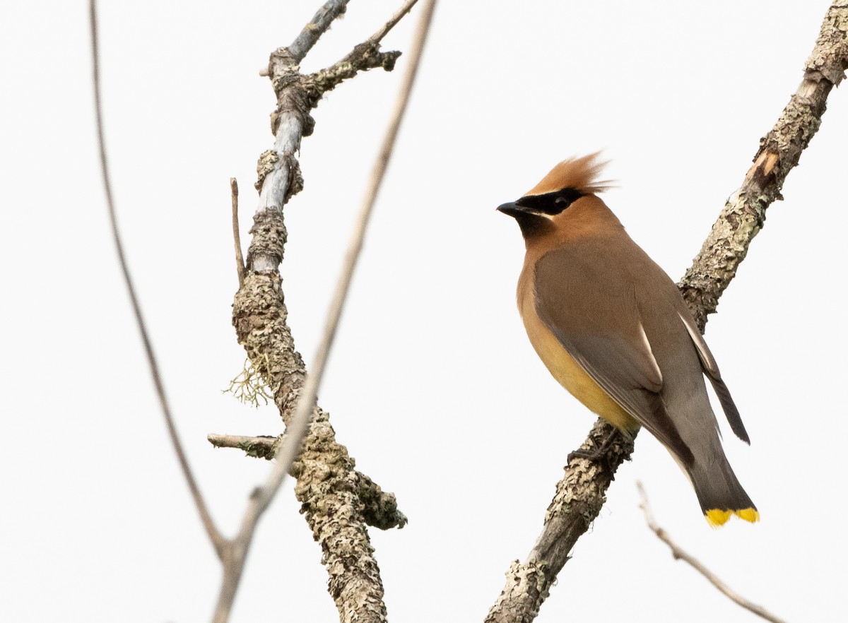 Cedar Waxwing - ML594985421