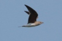 Collared Pratincole - ML594985471